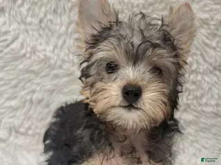 Yorkshire Terrier dogs for sale: Scooby - Ad 2