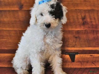 Miniature Poodle dogs - Ad 39