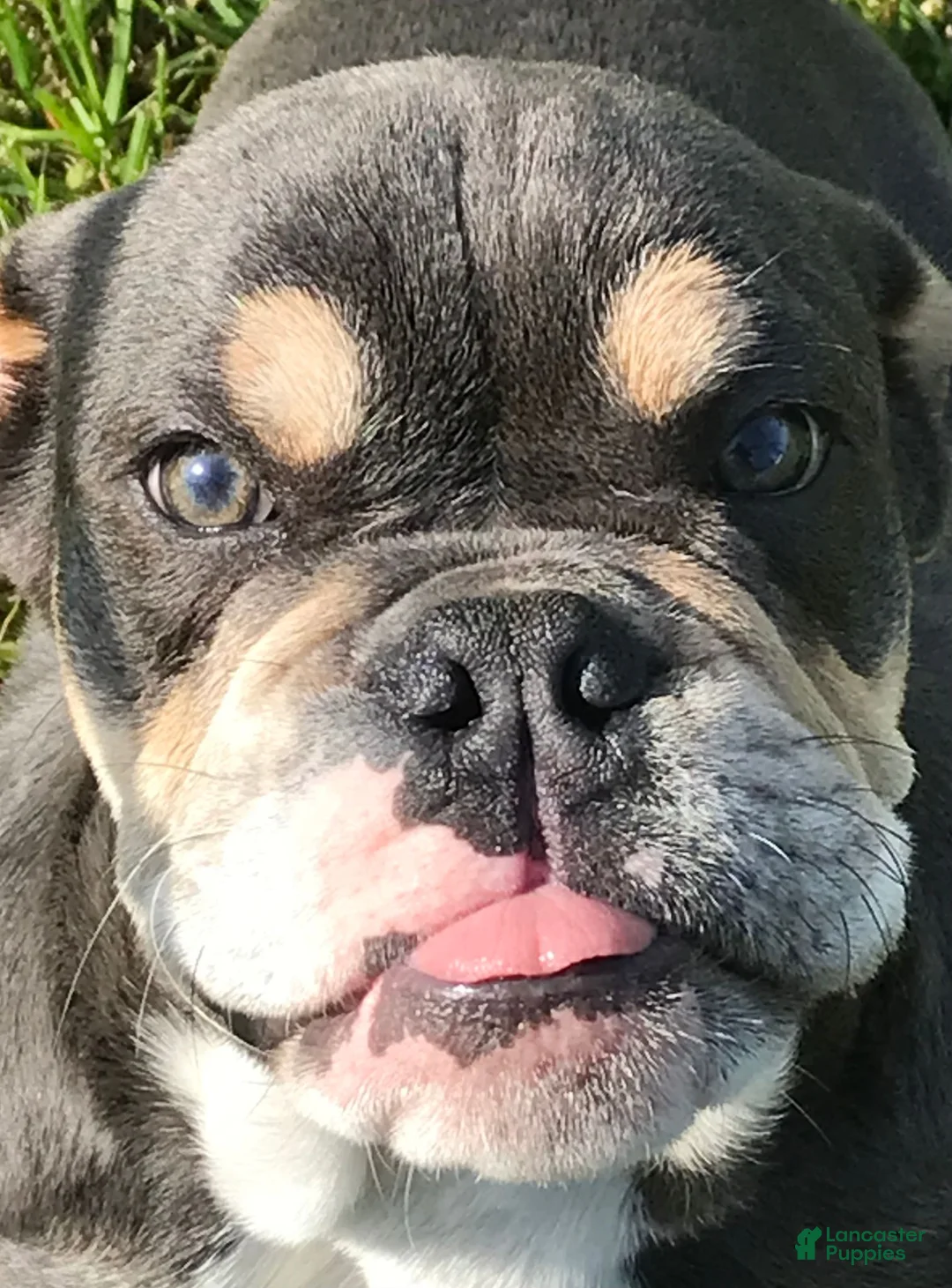 English Bulldog dogs for sale: Jinx - Ad 2