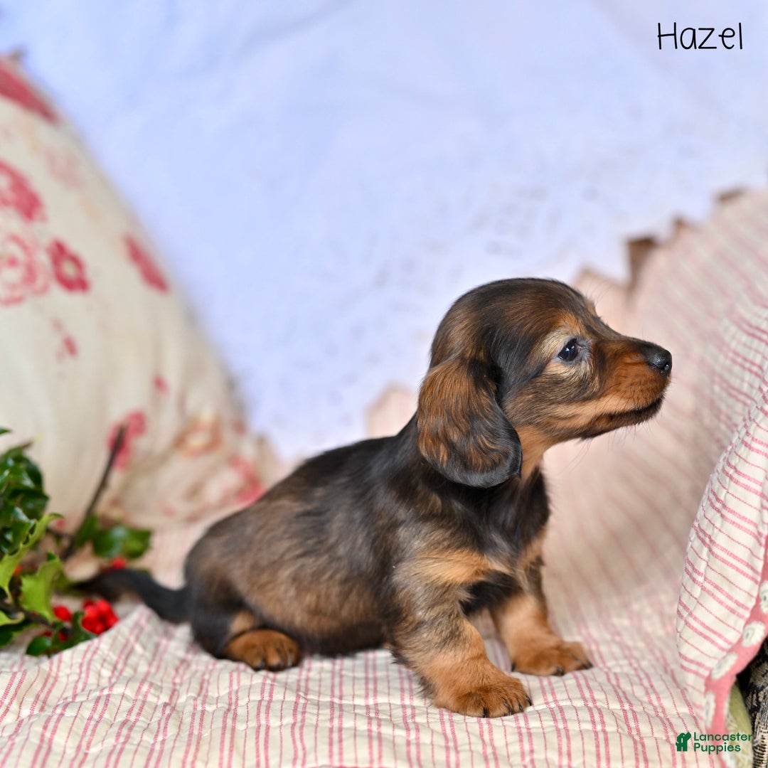 Miniature Dachshund dogs for sale: Hazel - Ad 5