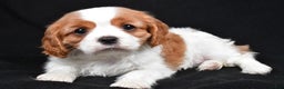 Cavalier King Charles Spaniel dogs for sale: Princess - Ad 3