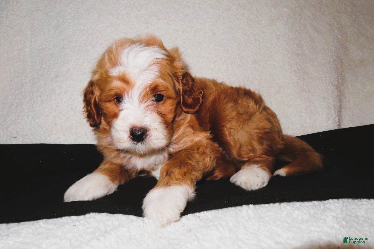 Mini Goldendoodle dogs Maverick - Ad 2
