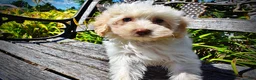 Havapoo dogs for sale: Gabby - Ad 7