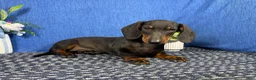 Miniature Dachshund dogs for sale: Miniature Dachshund 2 - Ad 5