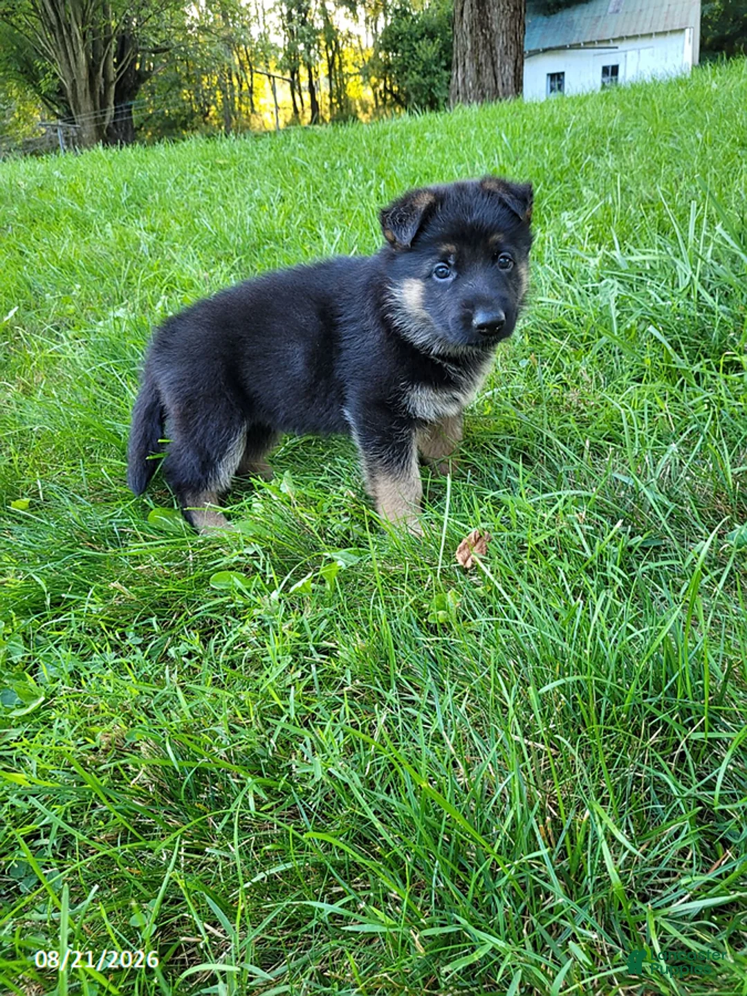 German Shepherd dogs for sale: Joey - Ad 2