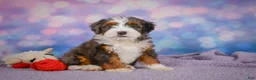 Mini Bernedoodle dogs for sale: Shelby - Ad 4