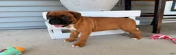 Boxer dogs for sale: Daisy - Ad 13
