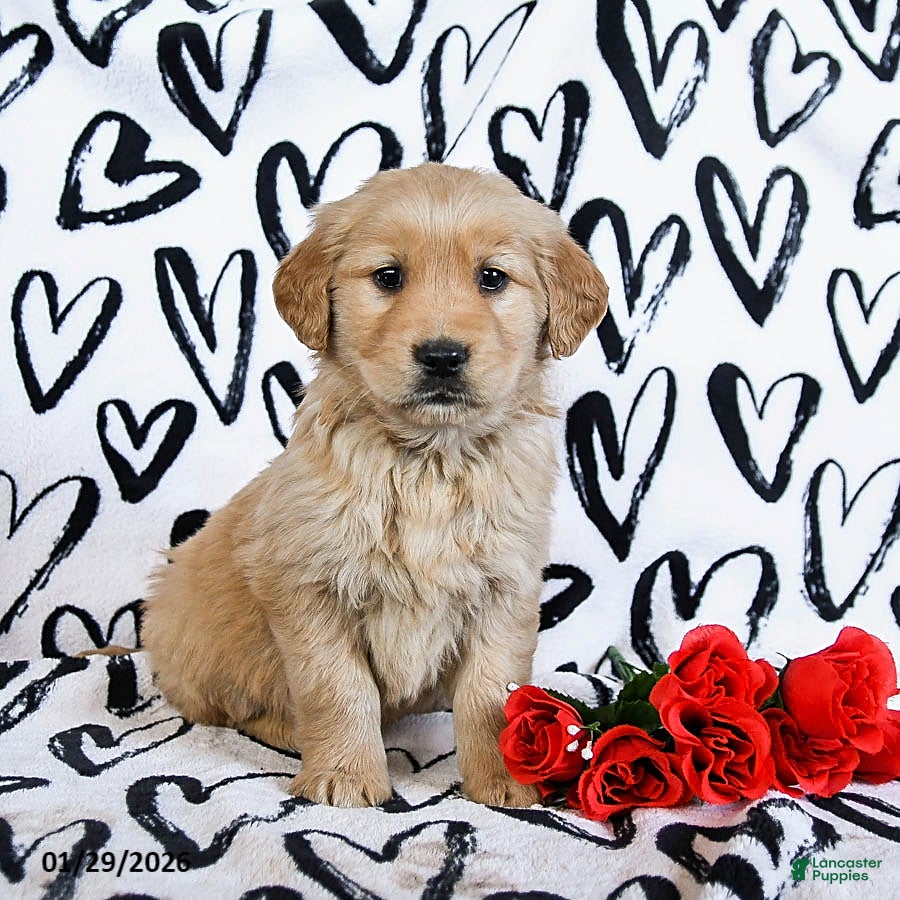 Golden Retriever dogs Lacey - Ad 23