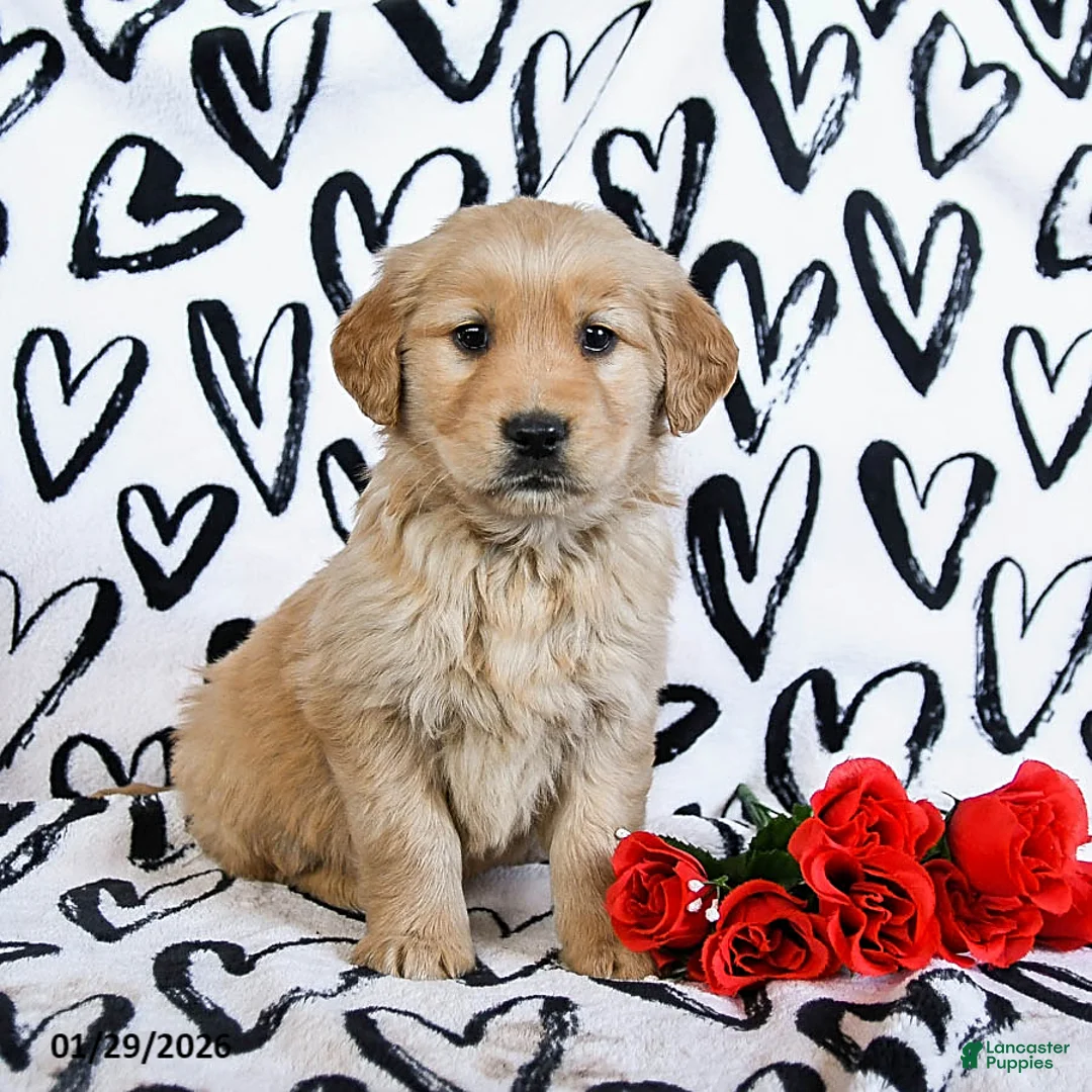 Golden Retriever dogs for sale: Lacey - Ad 1