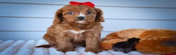 Cavapoo dogs for sale: Kristina   - Ad 12