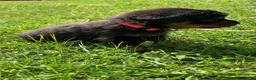 Rottweiler dogs for sale: Hot Pink Female - Ad 4