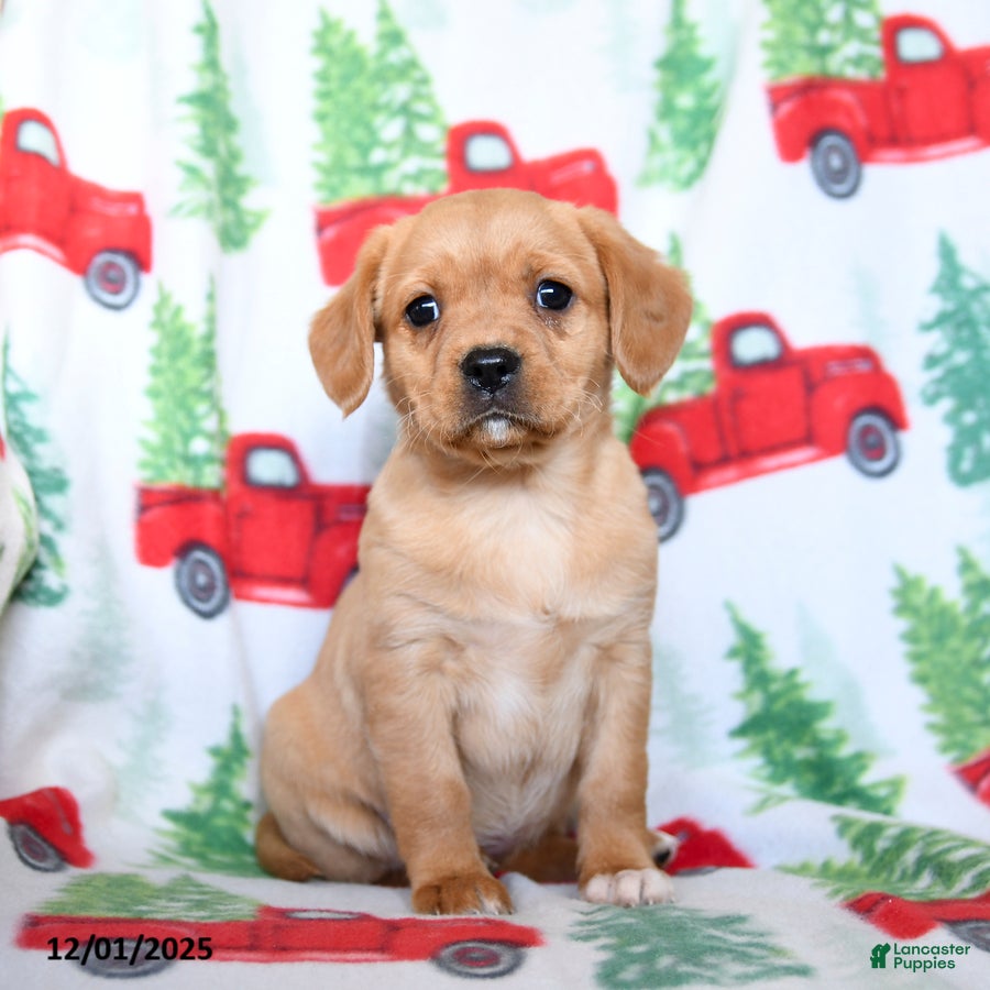 Mixed Breed dogs Ruby - Ad 8