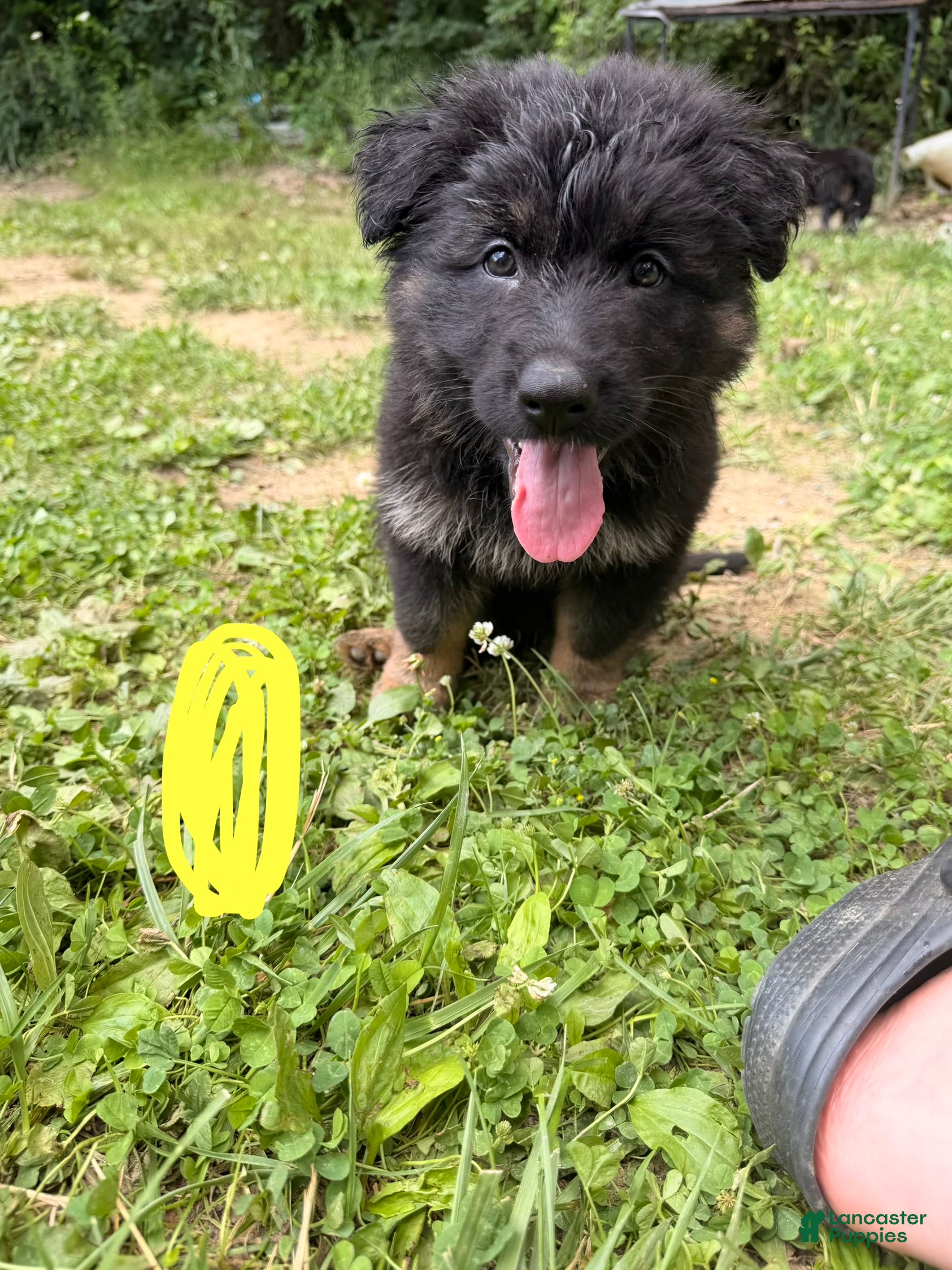 German Shepherd dogs for sale: Long Coat German Shepherd- Yellow Female - Ad 4