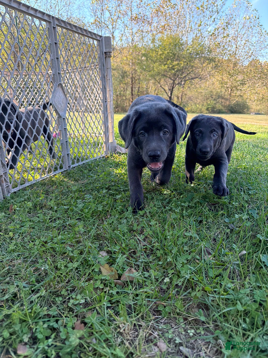 Labrador Retriever dogs for sale: Red - Ad 24