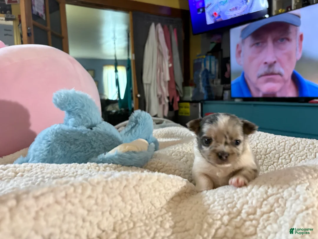 Pomchi dogs for sale: Pomchi 1 - Ad 1
