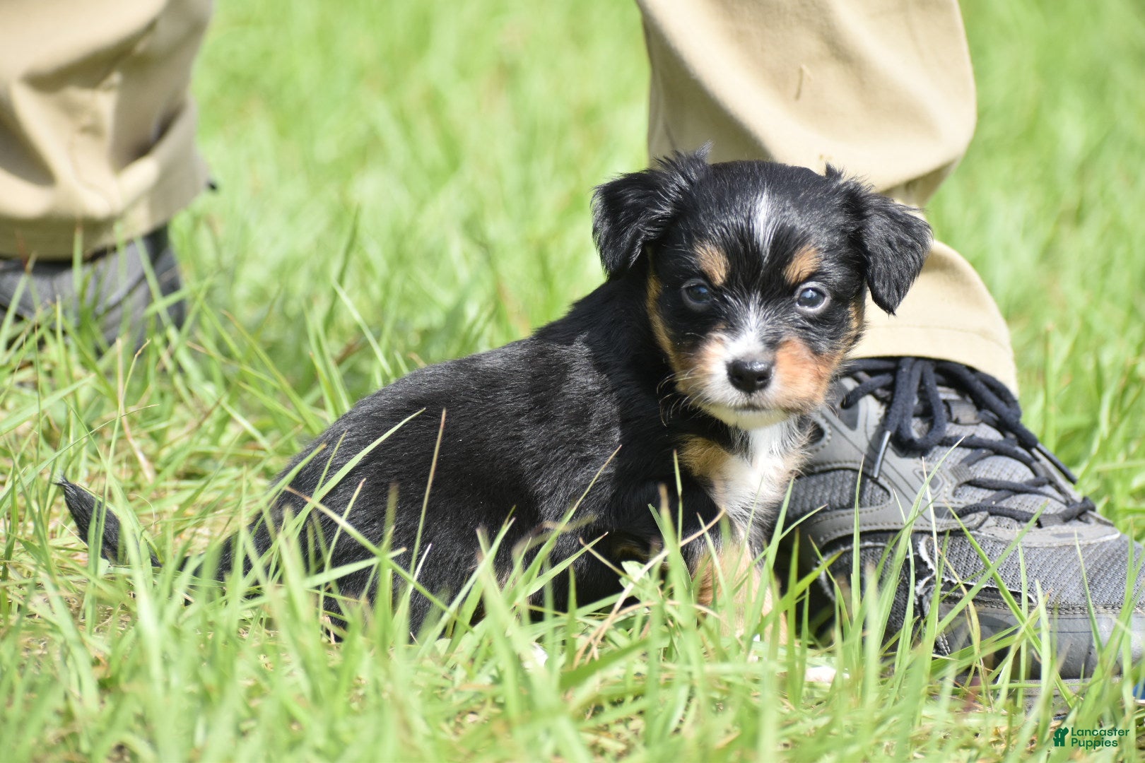 Toy Australian Shepherd dogs for sale: Toy Australian Shepherd Puppy 1 - Ad 2