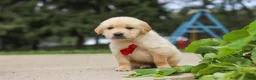 Golden Retriever dogs for sale: Buddy - Ad 5