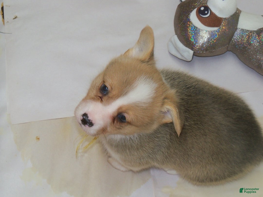 Welsh Corgi Pembroke dogs for sale: Danny - Ad 5