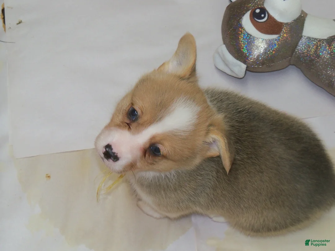 Welsh Corgi Pembroke dogs for sale: Georgie...Genetic tested - Ad 5