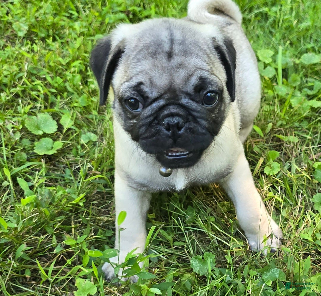 Pug dogs for sale: Derek - Ad 9