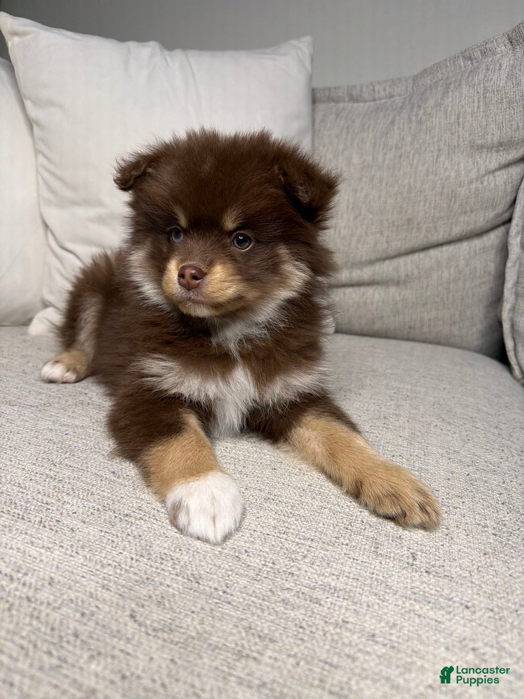 Pomsky dogs for sale: Teddy - Ad 9