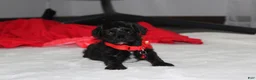 Yorkiepoo dogs for sale: River - Ad 5