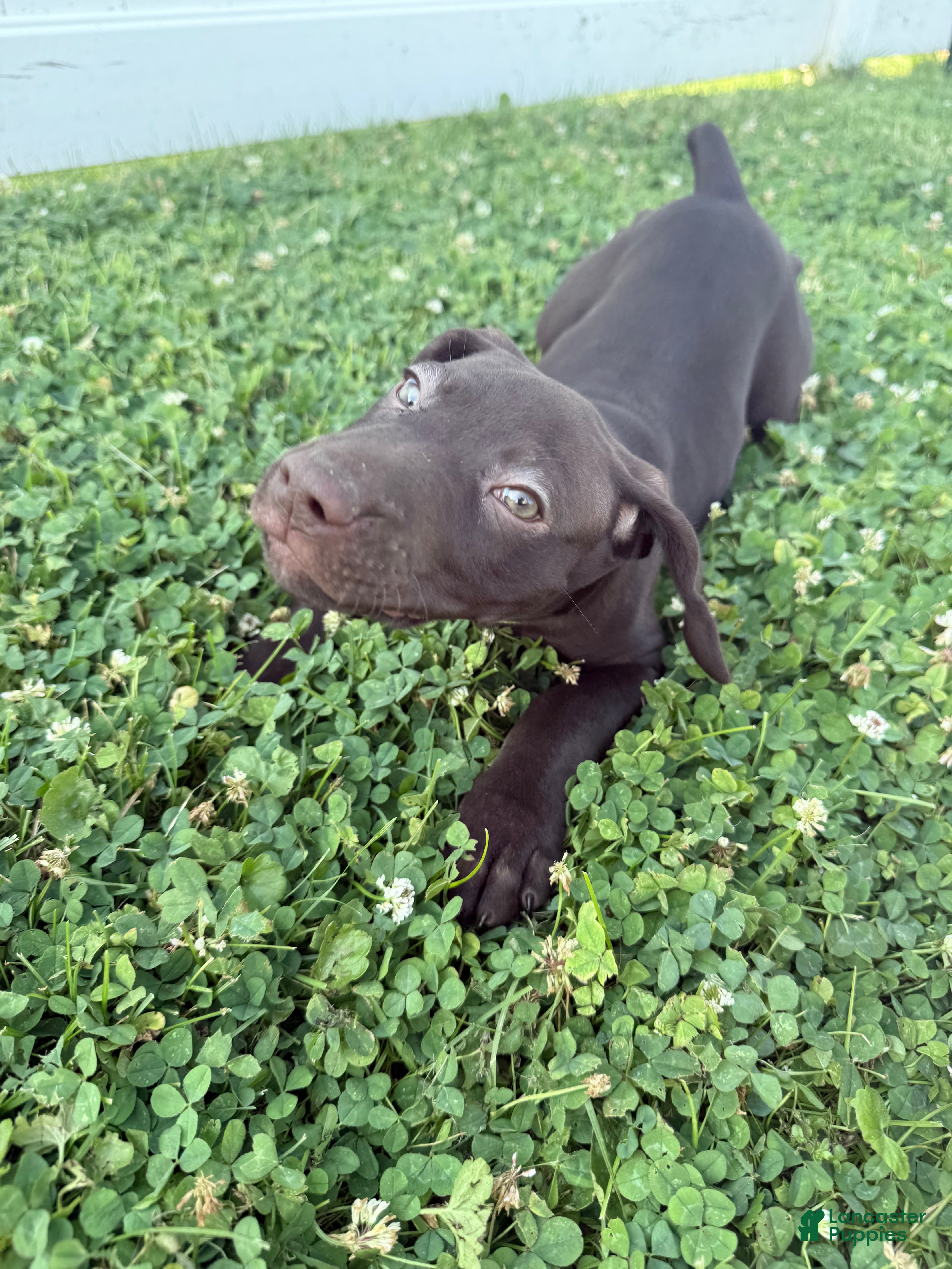 German Shorthaired Pointer dogs River  - Ad 37
