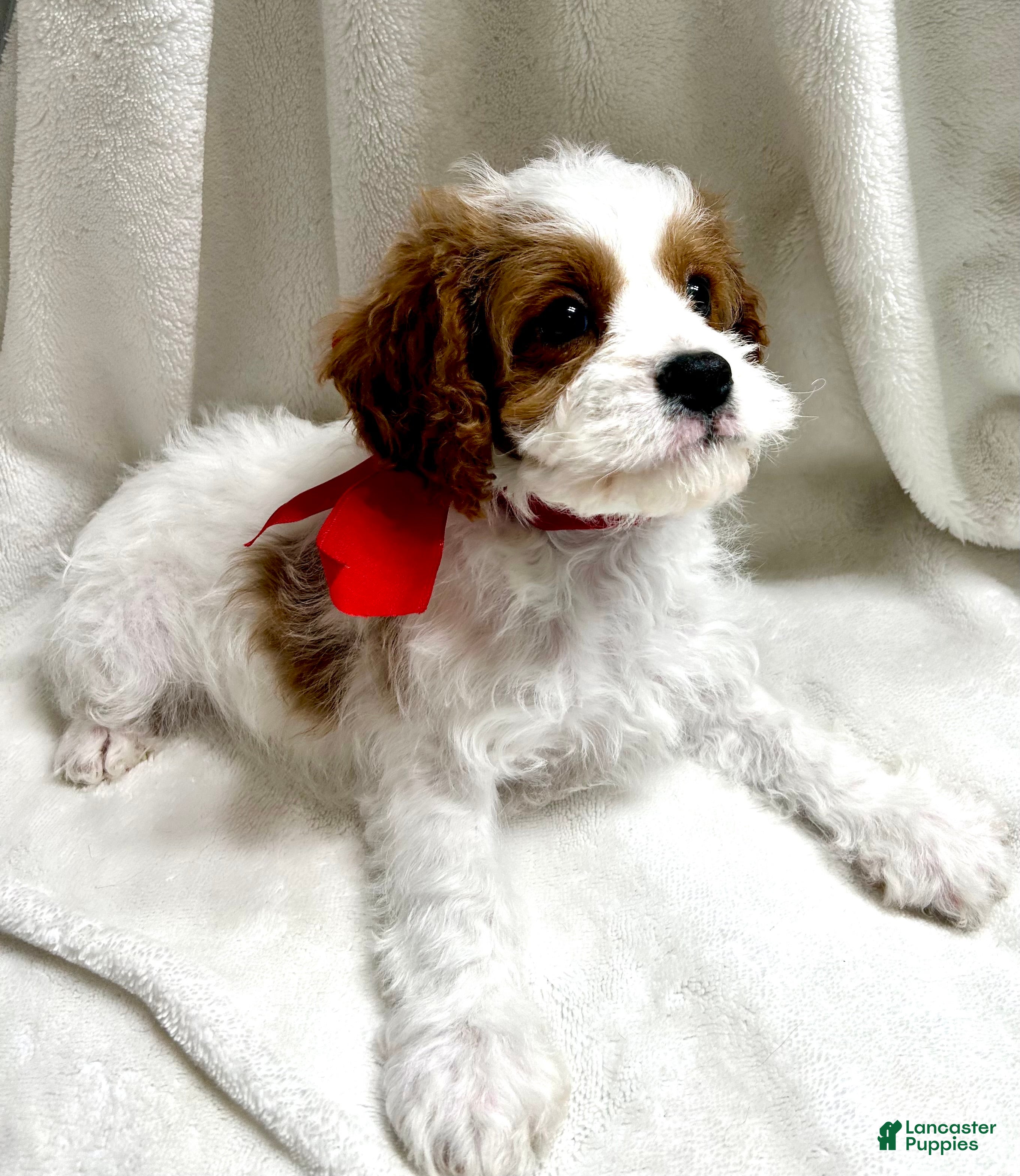 Cavapoo dogs Jasper 💙 - Ad 2