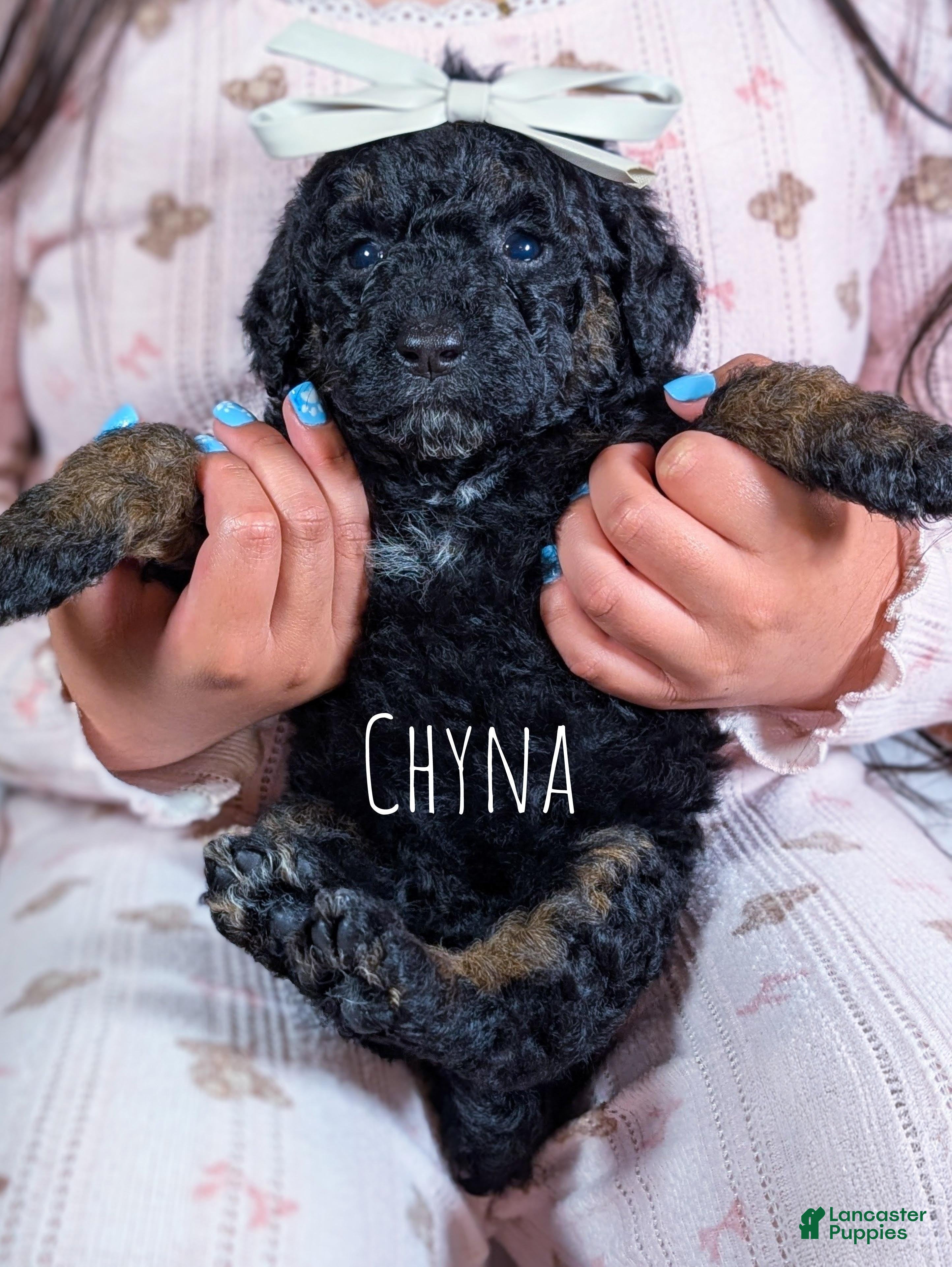 Mixed Breed dogs CHYNA  - Ad 1