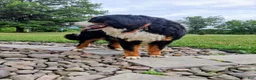 Bernese Mountain Dog dogs for stud: Rontu Aero - Ad 2