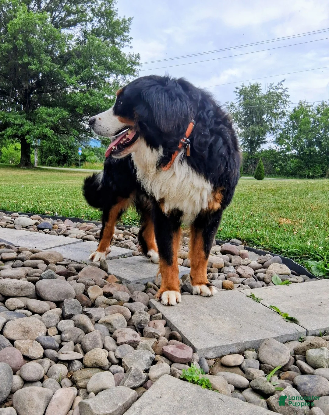 Bernese Mountain Dog dogs for stud: Rontu Aero - Ad 2