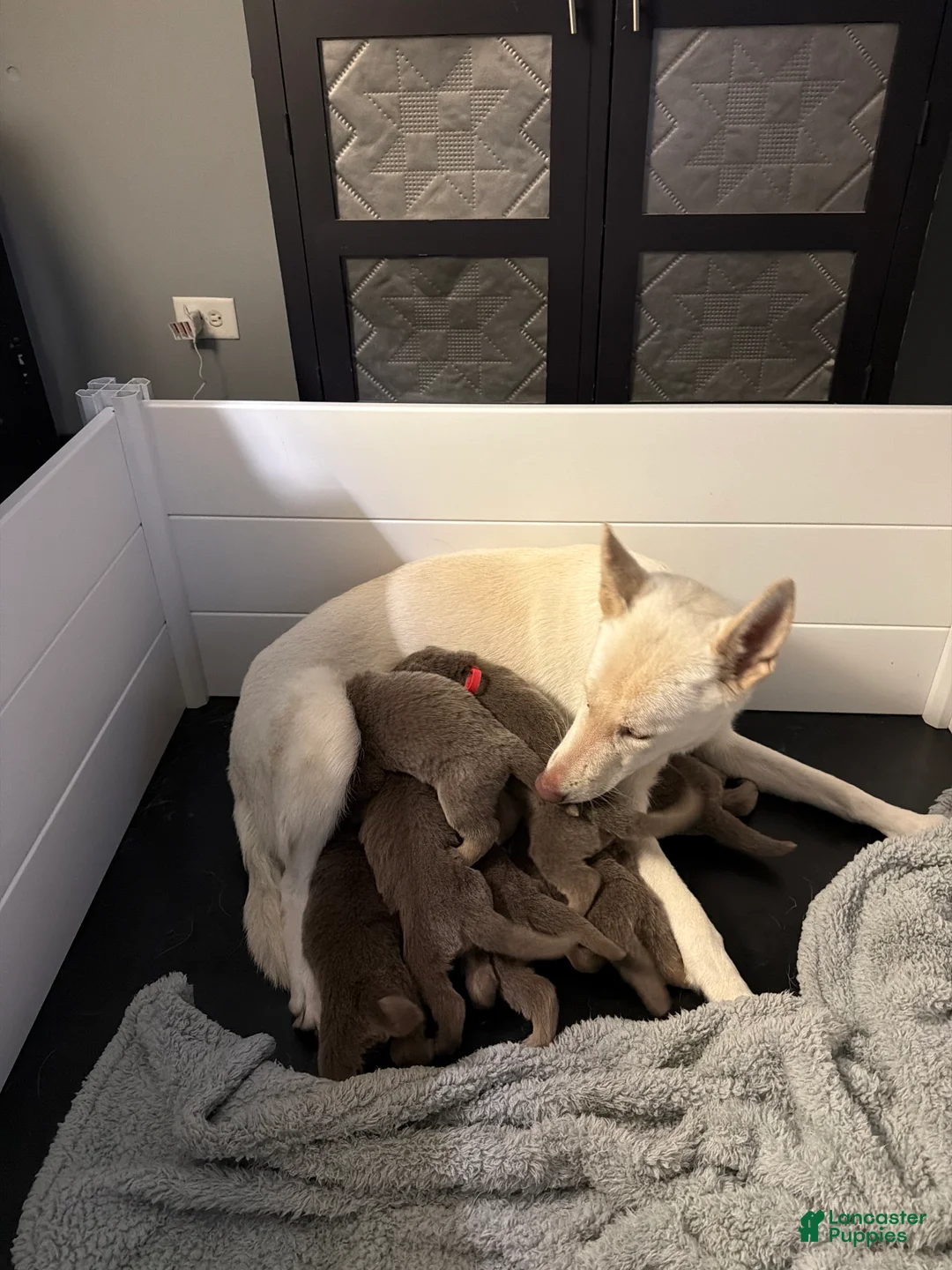 German Shepherd dogs for sale: German Shepherd Puppy 3 - Ad 2