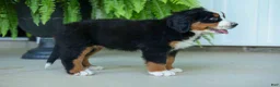 Bernese Mountain Dog dogs for sale: SADIE - Ad 9