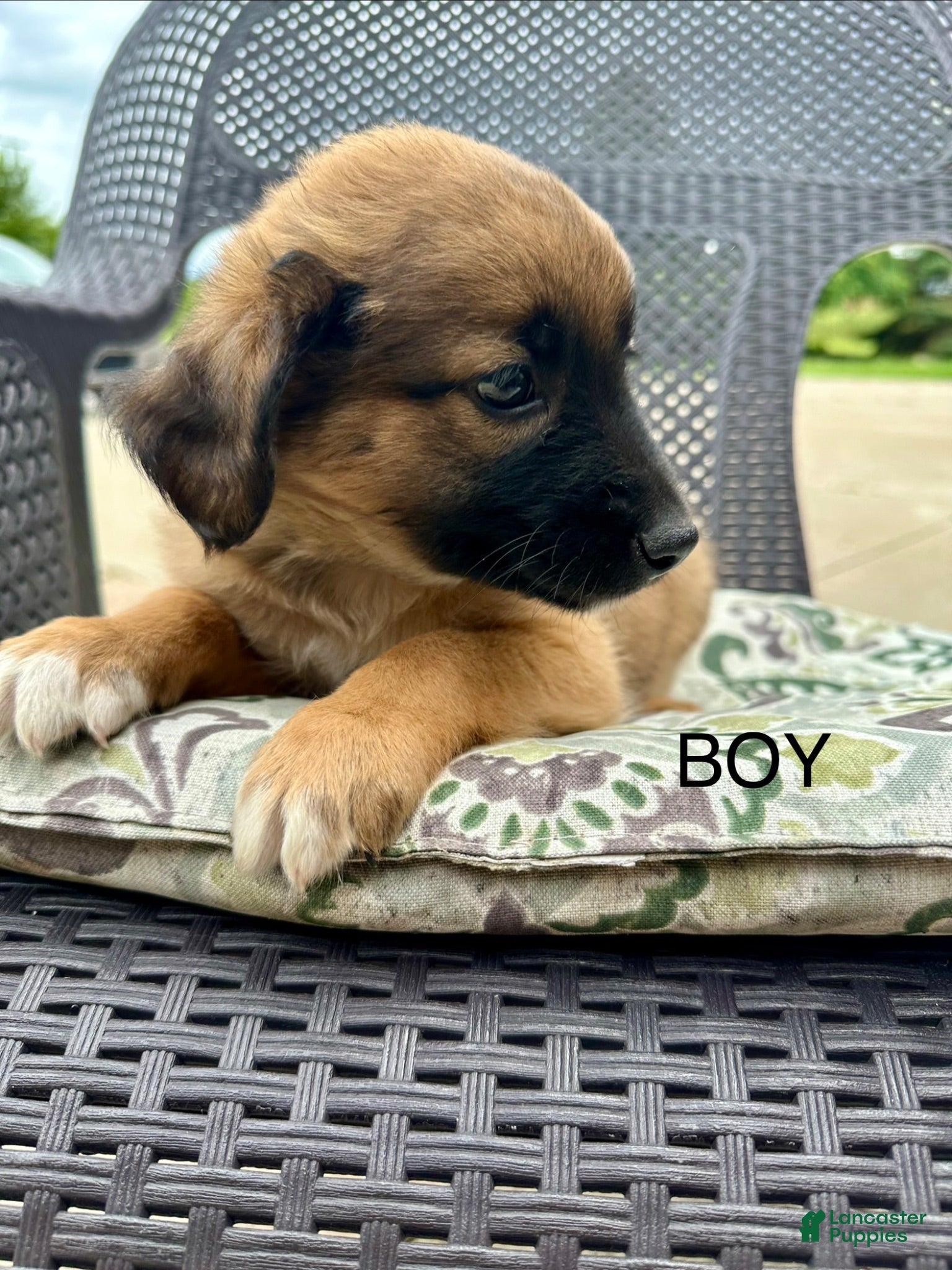Mixed Breed dogs Buddy - Ad 13