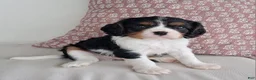 Cavalier King Charles Spaniel dogs for sale: JACK - Ad 5