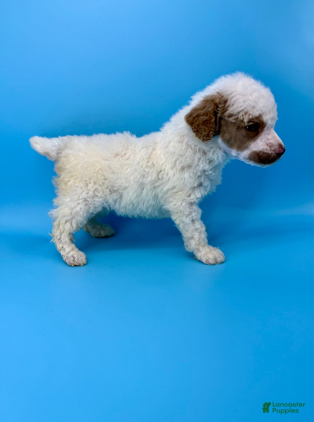 Miniature Poodle dogs for sale: Pudding - Ad 3