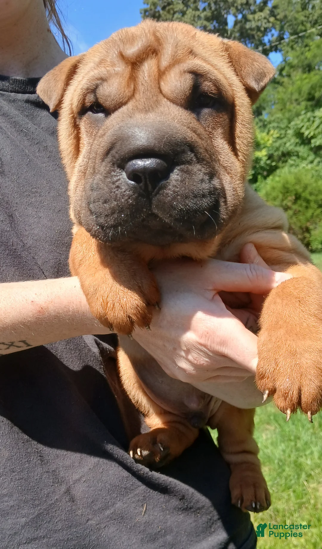 Shar Pei dogs for sale: Shar Pei Puppy 1 - Ad 3