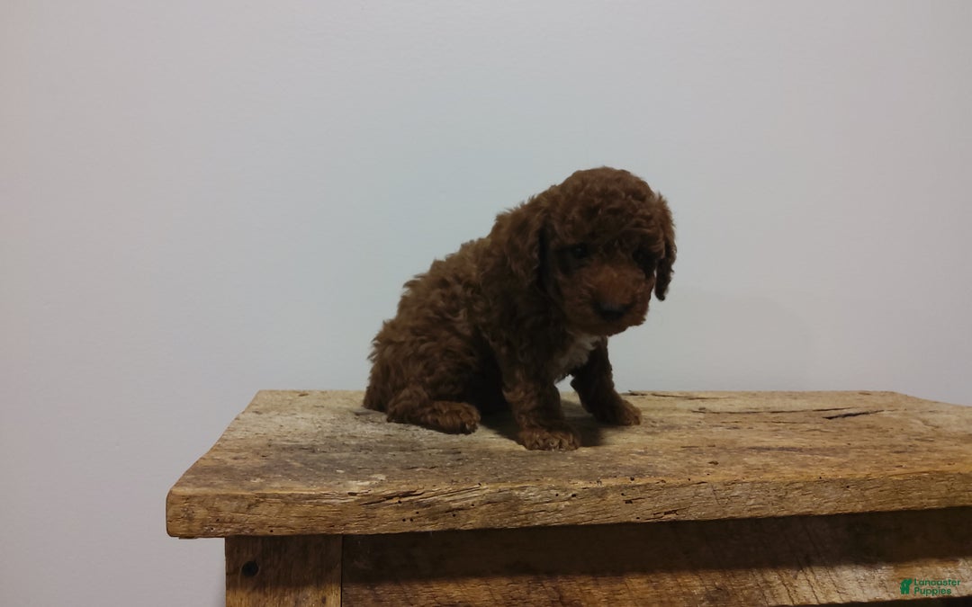 Miniature Poodle dogs for sale: Miniature Poodle Puppy 1 - Ad 3