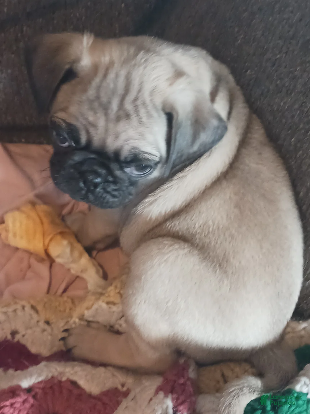 Pug dogs for sale: Pug Puppy 1 - Ad 3