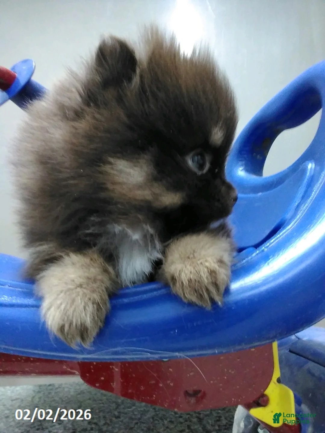 Pomeranian dogs for sale: Mocha - Ad 2
