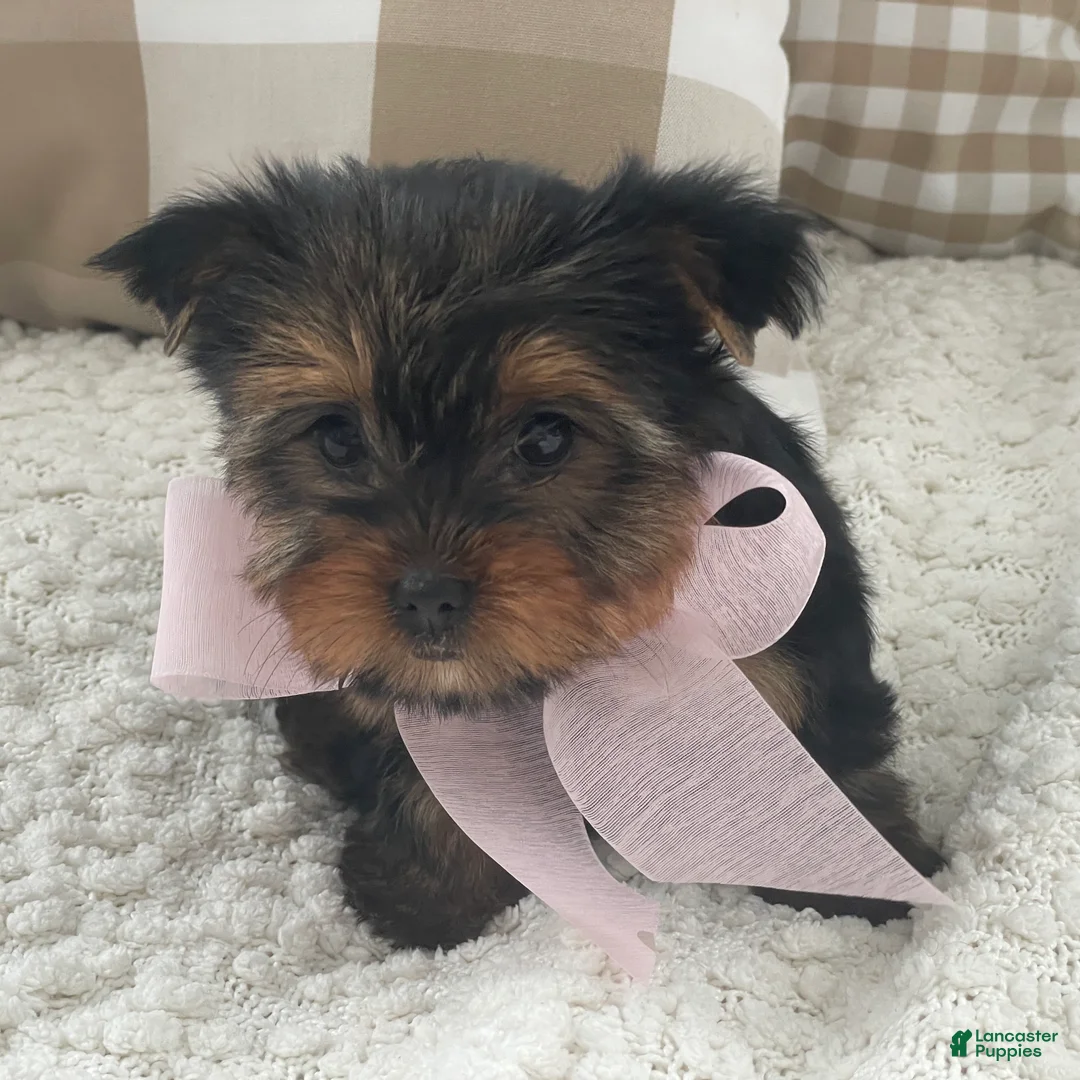 Yorkshire Terrier dogs for sale: Freya - Ad 8