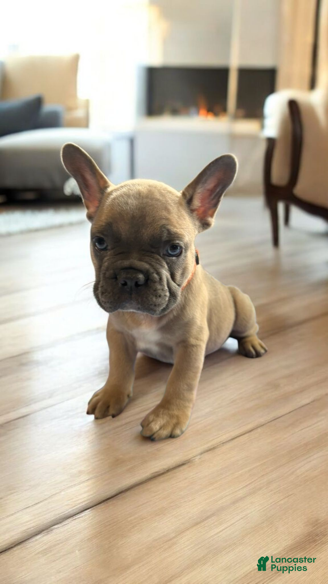 French Bulldog dogs for sale: Rocky French Bulldog  - Ad 3