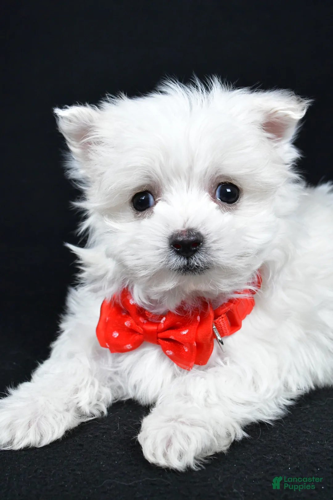 Maltese dogs for sale: Alexander - Ad 3