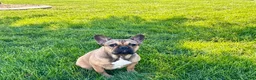 French Bulldog dogs for sale: French Bulldog Puppy 4 - Ad 3