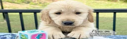 Golden Retriever dogs for sale: Prince - Ad 1