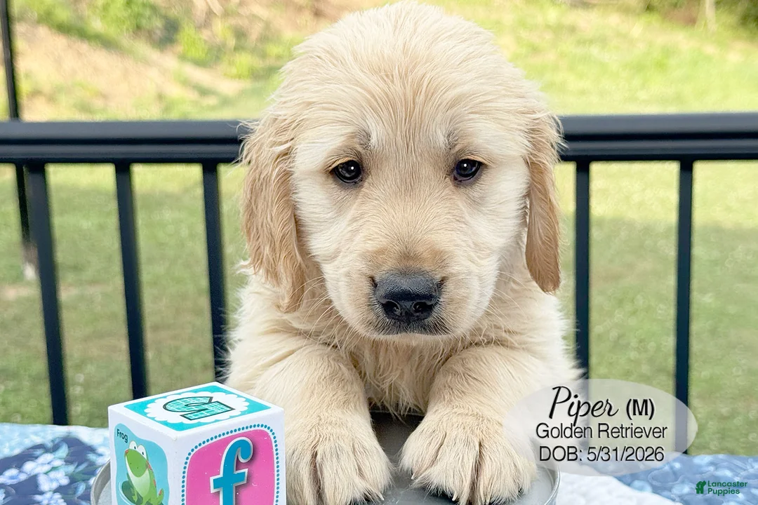 Golden Retriever dogs for sale: Prince - Ad 1