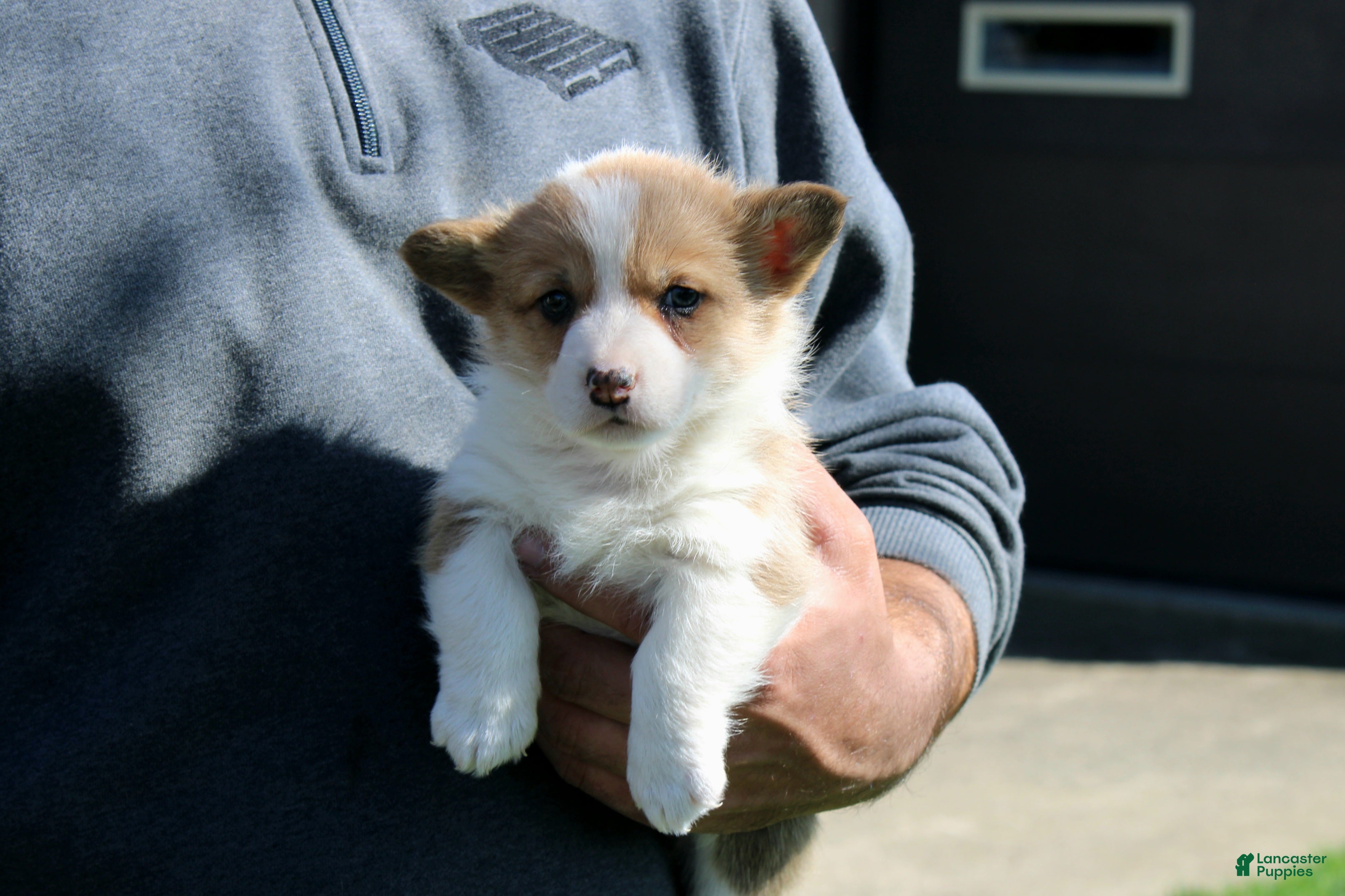 Welsh Corgi Pembroke dogs Nina - Ad 2