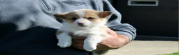 Welsh Corgi Pembroke dogs for sale: Nina - Ad 2