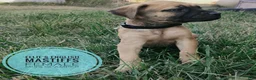 English Mastiff dogs for sale: Miss scamper  - Ad 5