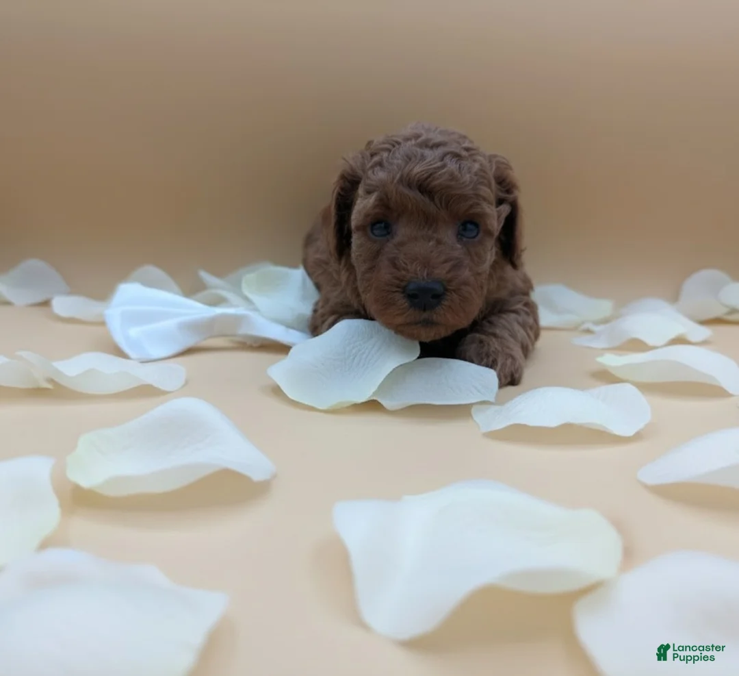 Toy Poodle dogs for sale: Olivia 🤍 - Ad 3